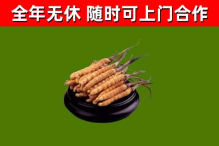 襄樊烟酒回收冬虫夏草.jpg